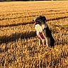 dog, border_collie, black_and_white, sitting, tongue_out, red_harness, outdoor, field, harvested_field, wheat_field, straw, golden_hour, countryside, rural, landscape, trees, sunlight, animal_portrait, happy_dog, nature