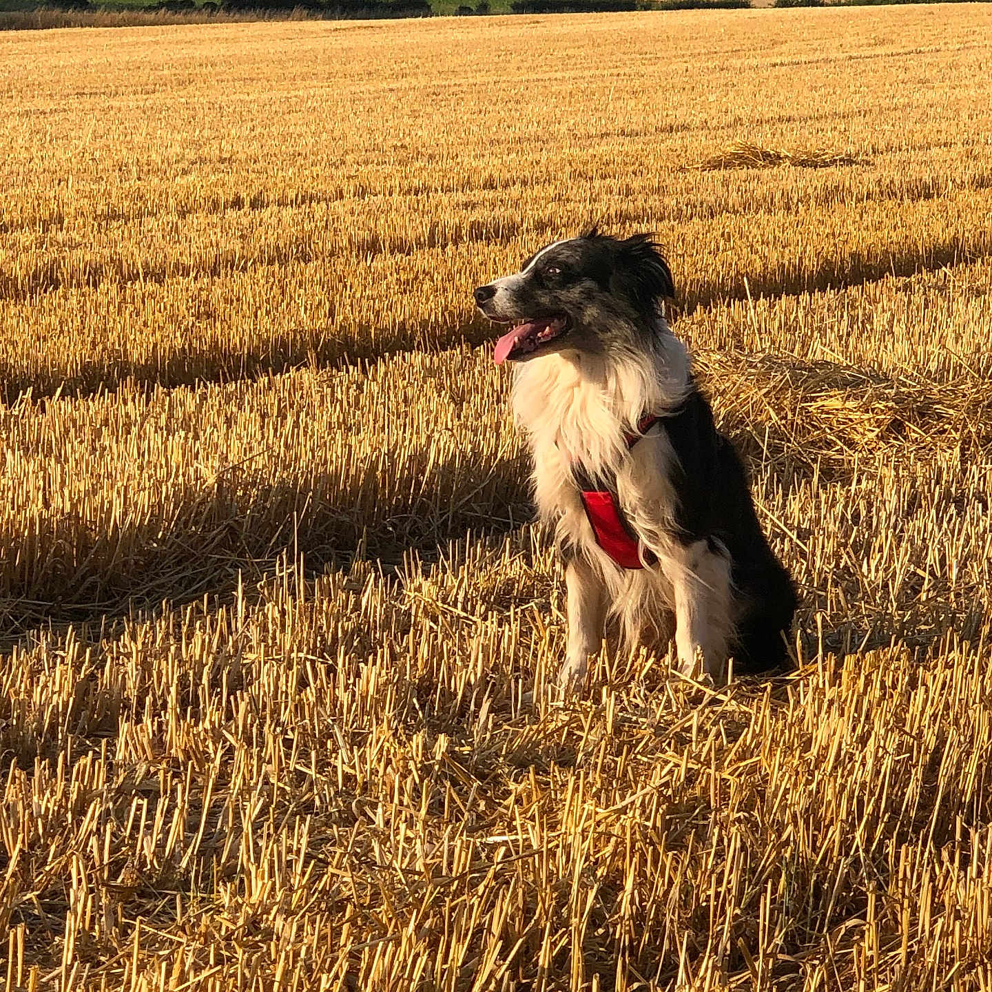 Nok participe au concours pour gagner de l'argent avec cette photo : dog, border_collie, black_and_white, sitting, tongue_out, red_harness, outdoor, field, harvested_field, wheat_field, straw, golden_hour, countryside, rural, landscape, trees, sunlight, animal_portrait, happy_dog, nature
