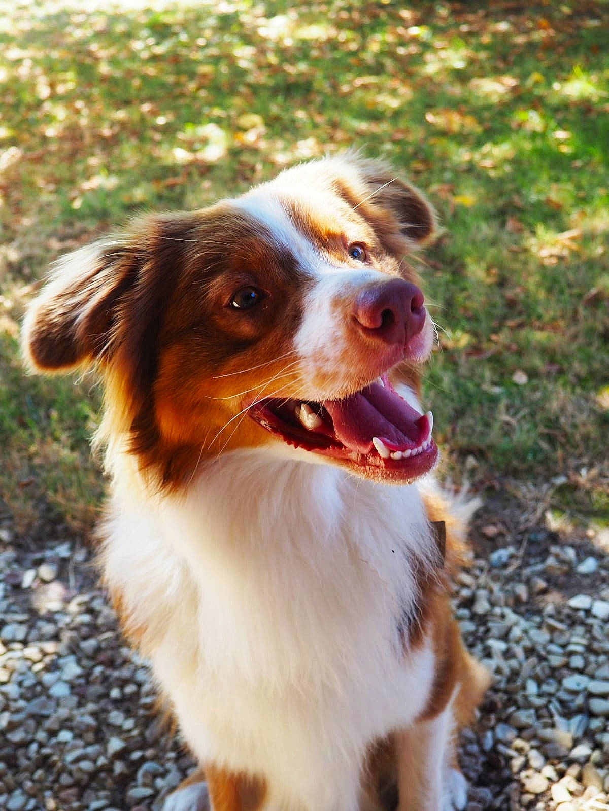 Pegase a rejoint le concours — aidez-le/la à gagner de superbes lots ! australian_collie, australian_shepherd, border_collie, canidae, carnivore, companion_dog, dog, dog_breed, fawn, fur, grass, herding_dog, liver, plant, snout, sporting_group, terrestrial_animal, whiskers, working_dog