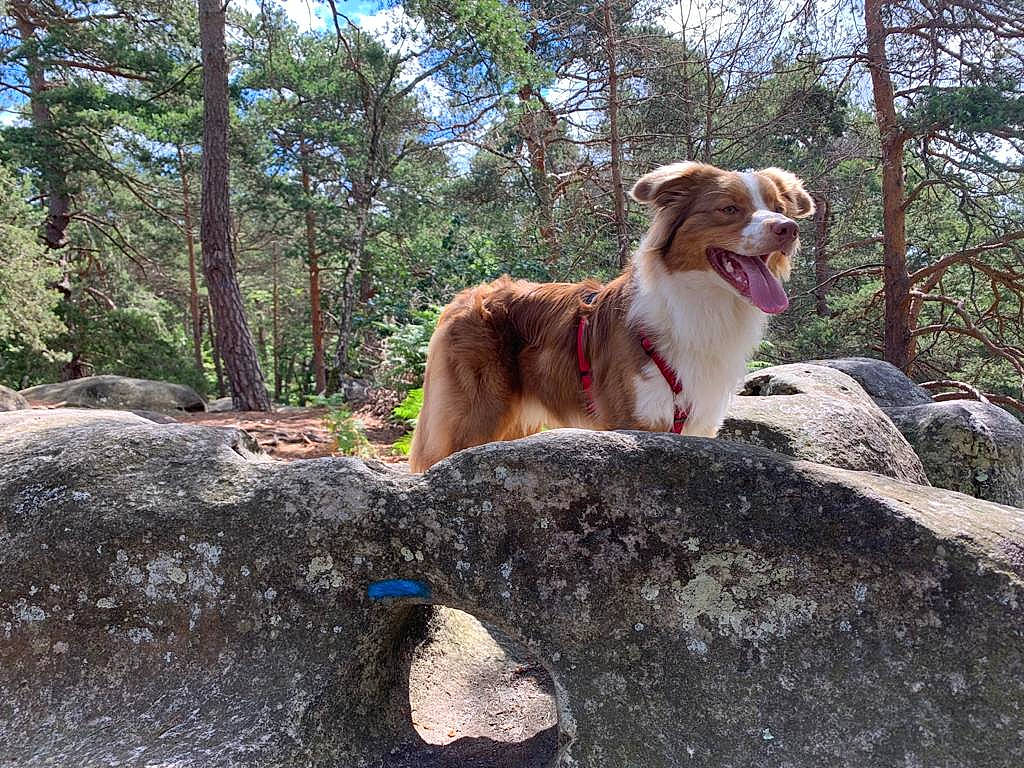 Pegase a rejoint le concours — aidez-le/la à gagner de superbes lots ! adventure, canidae, carnivore, companion_dog, dog, dog_breed, fawn, forest, hound, landscape, plant, rock, sky, snout, sporting_group, tail, tree, walking, wood, woodland