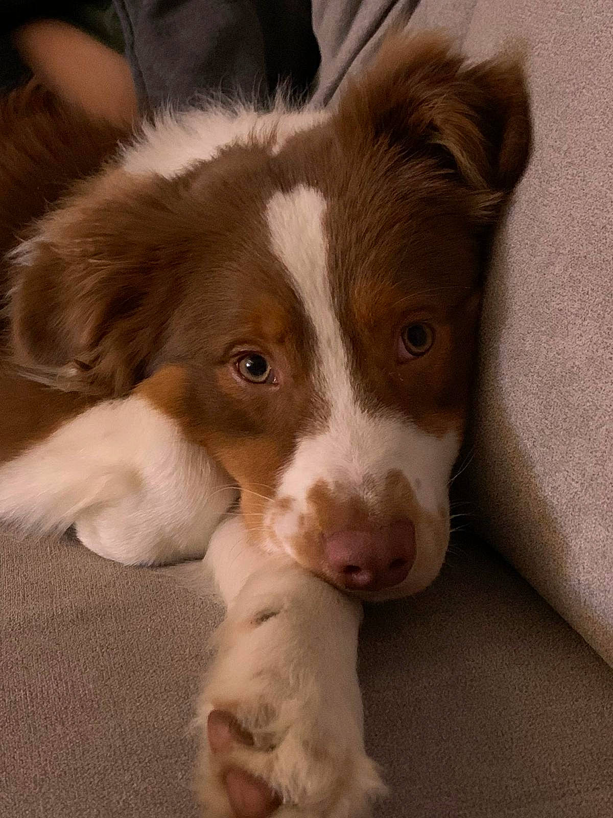 Pegase a rejoint le concours — aidez-le/la à gagner de superbes lots ! border_collie, bored, canidae, carnivore, companion_dog, dog, dog_breed, flooring, fur, herding_dog, liver, sporting_group, terrestrial_animal, whiskers, wood, working_animal