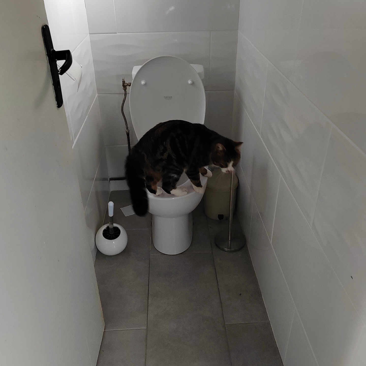 Sky a rejoint le concours — aidez-le/la à gagner de superbes lots ! animal_behavior, bathroom, cat, curious, domestic_animal, door, door_handle, feline, grey_floor, household, indoor, pet, small_room, tabby_cat, tile_floor, tile_wall, toilet, toilet_brush, trash_bin, white_toilet