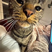 Mr P is registered to the contest to win money with this photo: cat, tabby, whiskers, close_up, curious, indoor, blanket, feline, pet, cozy, fur, animal, mammal, face, nose, eye, soft, comfort, technology, laptop