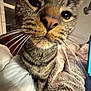 cat, tabby, whiskers, close_up, curious, indoor, blanket, feline, pet, cozy, fur, animal, mammal, face, nose, eye, soft, comfort, technology, laptop