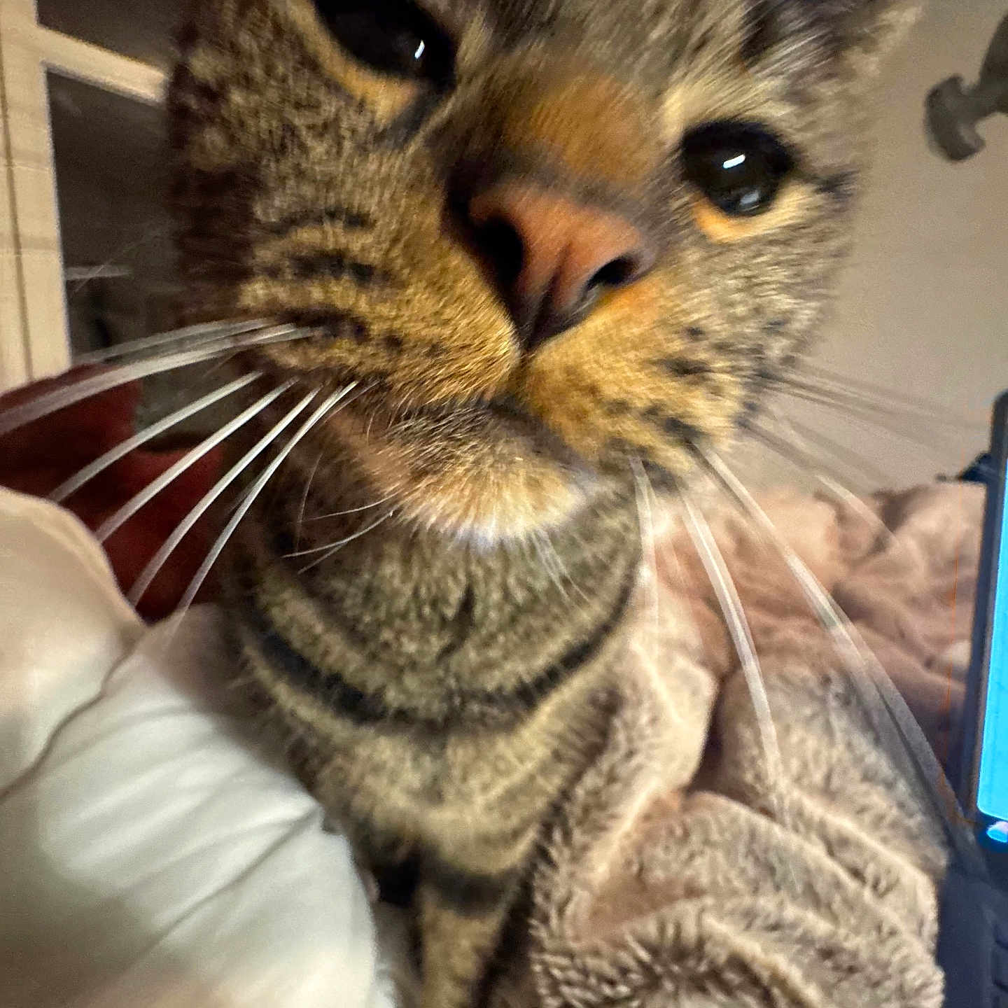Mr P is registered to the contest to win money with this photo: animal, blanket, cat, close_up, comfort, cozy, curious, eye, face, feline, fur, indoor, laptop, mammal, nose, pet, soft, tabby, technology, whiskers