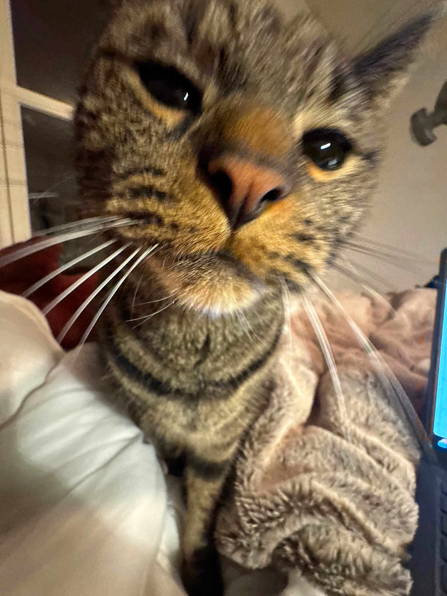 Mr P is registered to the contest to win money with this photo: cat, tabby, whiskers, close_up, curious, indoor, blanket, feline, pet, cozy, fur, animal, mammal, face, nose, eye, soft, comfort, technology, laptop