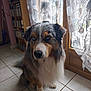 australian_shepherd, dog, heterochromia, blue_eye, brown_eye, pet, indoor, tile_floor, window, curtains, bookshelf, cds, fur, sitting, portrait, animal, home, light, shadow, floor