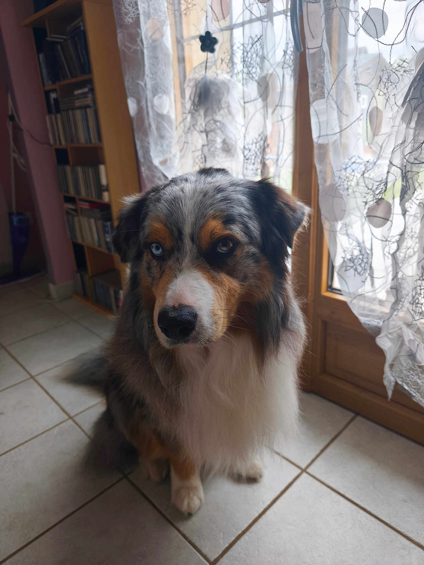 Olaf a rejoint le concours — aidez-le/la à gagner de superbes lots ! australian_shepherd, dog, heterochromia, blue_eye, brown_eye, pet, indoor, tile_floor, window, curtains, bookshelf, cds, fur, sitting, portrait, animal, home, light, shadow, floor