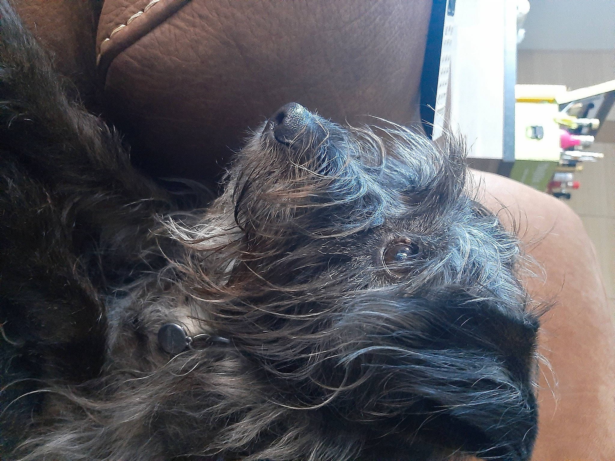 Dîna participe au concours pour gagner de l'argent avec cette photo : carnivore, comfort, companion_dog, dog, dog_breed, ear, felidae, fur, liver, nap, non_sporting_group, small_terrier, small_to_medium_sized_cats, sporting_group, tail, terrier, toy_dog, whiskers, working_animal