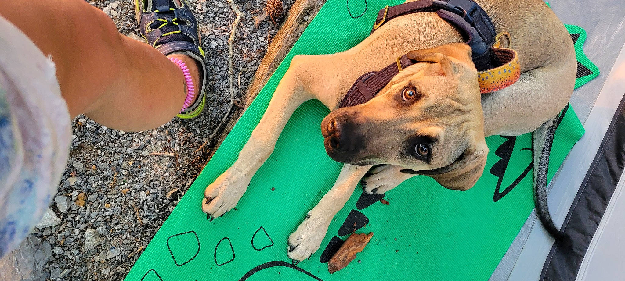 Thor joined the competition — help win amazing prizes! canidae, carnivore, collar, companion_dog, dog, dog_breed, dog_collar, dog_supply, fashion_accessory, fawn, grass, great_dane, green, hat, human_leg, snout, sporting_group, thigh, working_animal, wrist