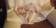 Luna is registered to the contest to win money with this photo: dog, sleeping, blanket, armchair, cozy, pet, indoor, resting, fur, small_dog, comfort, brown, cream, relaxation, cute, household, quiet, nap, furniture, wrapped