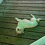 Luna is registered to the contest to win money with this photo: dog, wooden_deck, pet, relaxed, outdoor, fur, white_dog, lying_down, animal, paw, ear, snout, floor, plank, chair_leg, shoe, domestic_animal, canine, resting, playful