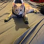 cat, pet, bed, blanket, clothing, socks, fur, indoor, cute, animal, orange_cat, puffy_jacket, relaxing, lying_down, home, cozy, adorable, feline, resting, domestic_animal