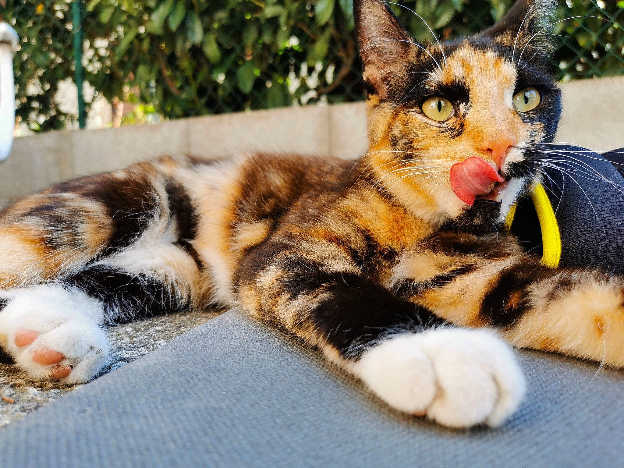 Pumpkin participe au concours pour gagner de l'argent avec cette photo : american_shorthair, american_wirehair, asian, carnivore, cat, domestic_short_haired_cat, european_shorthair, eye, felidae, fur, kitten, mammal, paw, polydactyl_cat, small_to_medium_sized_cats, snapshot, tabby_cat, toyger, tree, whiskers