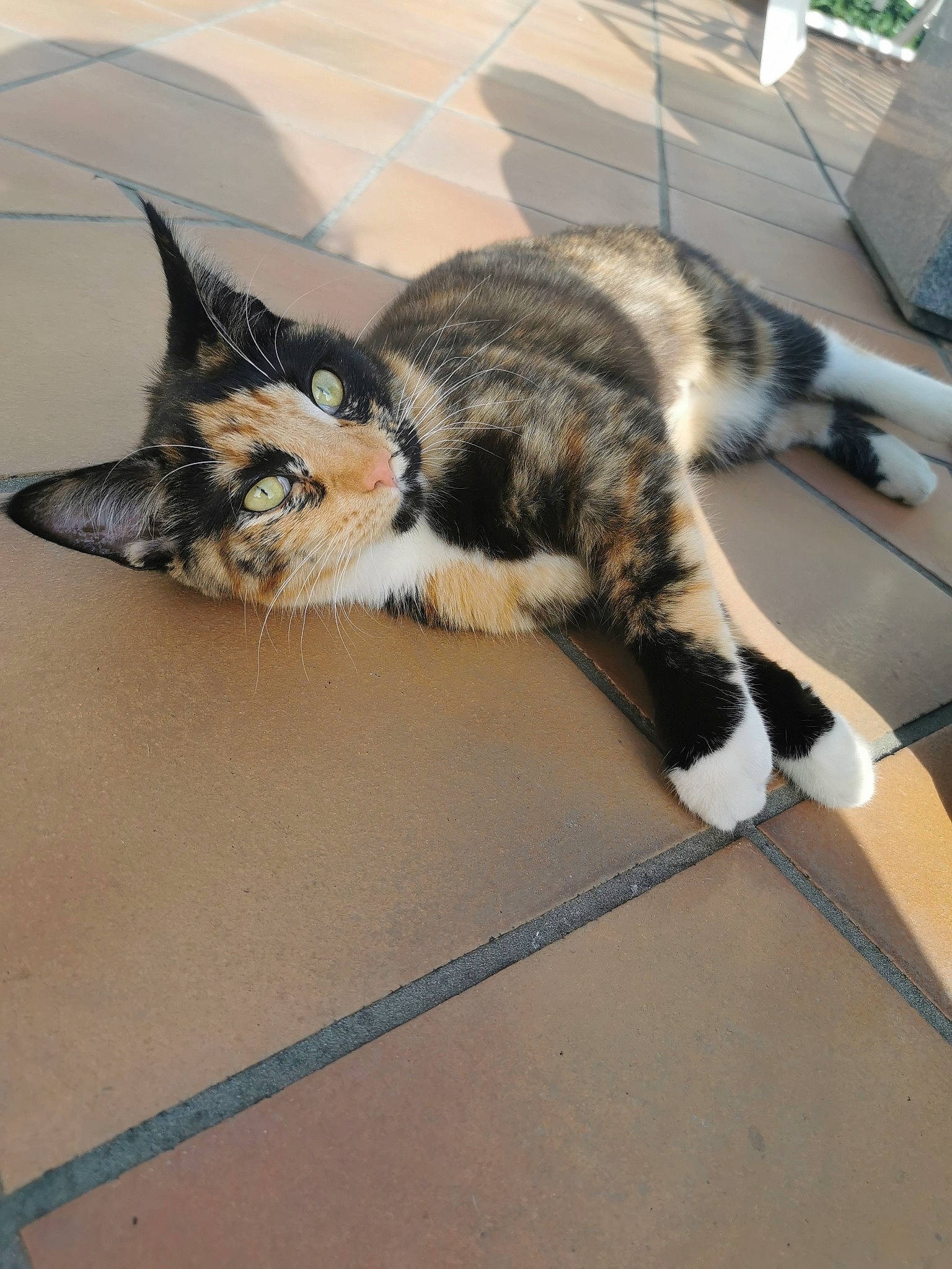 Pumpkin a rejoint le concours — aidez-le/la à gagner de superbes lots ! aegean_cat, american_wirehair, carnivore, cat, domestic_short_haired_cat, dragon_li, european_shorthair, eye, felidae, fur, kitten, mammal, small_to_medium_sized_cats, tabby_cat, tail, whiskers