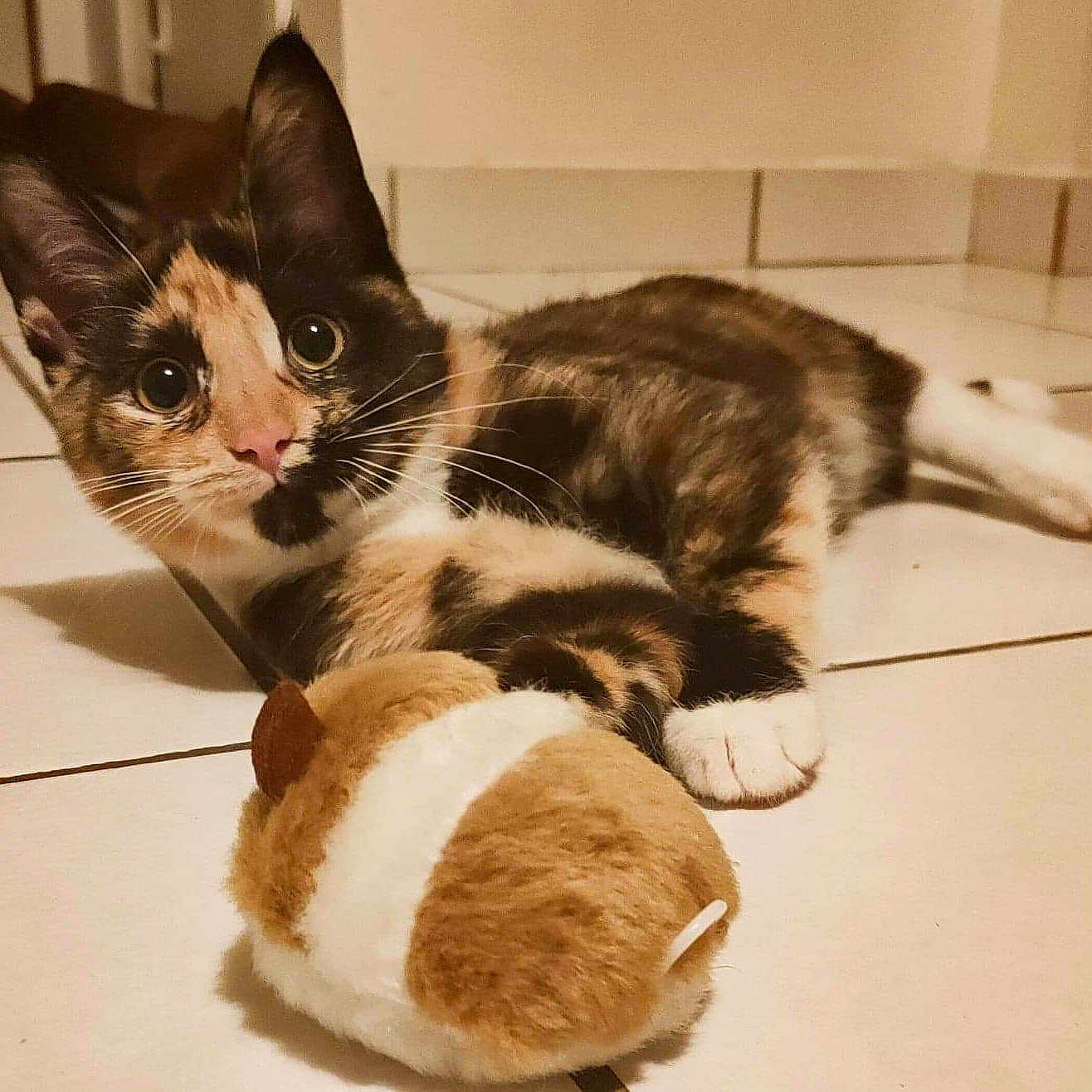 Pumpkin