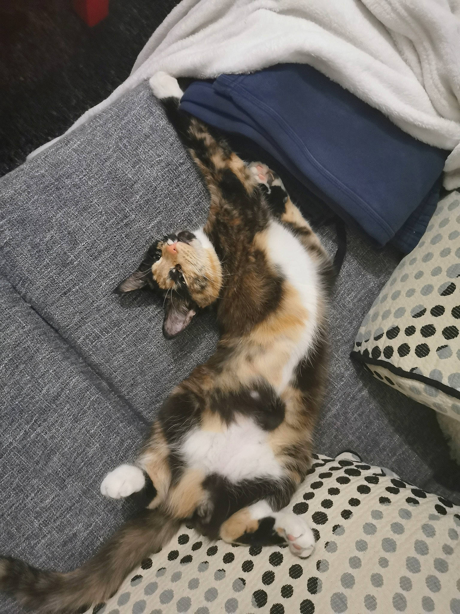 Pumpkin a rejoint le concours — aidez-le/la à gagner de superbes lots ! american_shorthair, asian, carnivore, cat, claw, egyptian_mau, european_shorthair, fawn, felidae, fur, kitten, mammal, paw, small_to_medium_sized_cats, tabby_cat, tail, whiskers