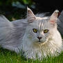 animal, cat, closeup, ears, feline, fluffy, fur, grass, greenery, lying_down, mammal, nature, outdoor, pet, portrait, relaxed, sunlight, whiskers, white_cat, yellow_eyes