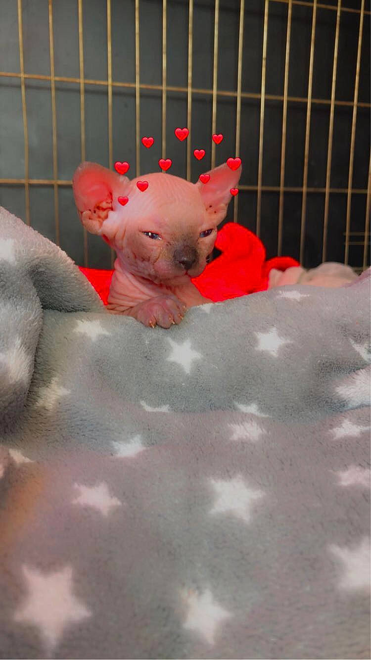 Bébé participe au concours pour gagner de l'argent avec cette photo : animal_figure, art, baby_toys, carmine, domestic_pig, fawn, fictional_character, flooring, metal, paper, pink, plastic, room, sculpture, snout, stuffed_toy, suidae, tail, toy, visual_arts