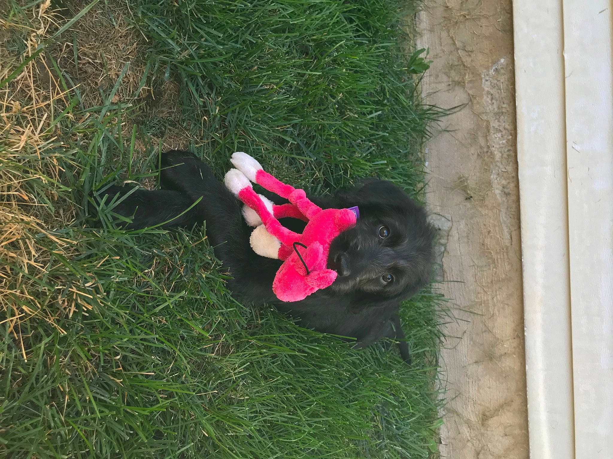 Annie is registered to the contest to win money with this photo: canidae, carmine, carnivore, companion_dog, dog_breed, fur, glove, grass, groundcover, magenta, personal_protective_equipment, plant, road_surface, shrub, snout, soil, sporting_group, stuffed_toy, tail, toy