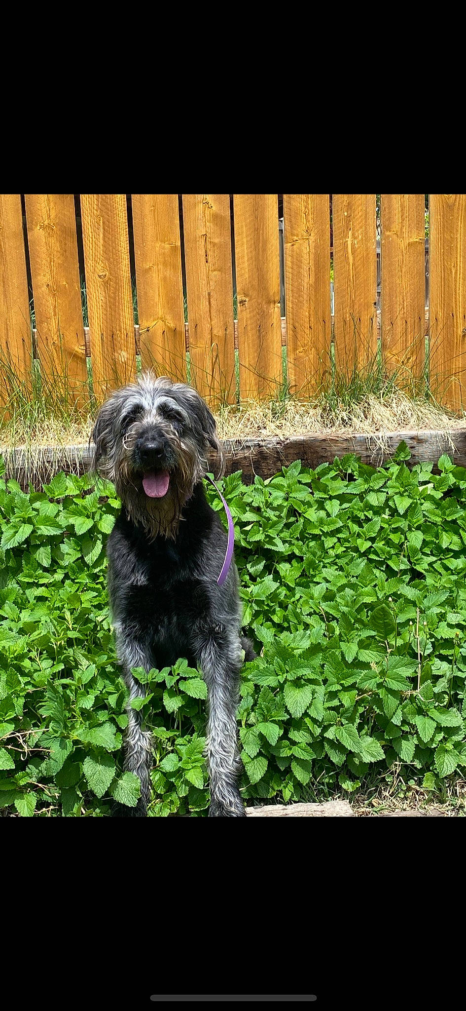 Annie joined the competition — help win amazing prizes! canidae, carnivore, companion_dog, dog, dog_breed, dog_supply, fence, garden, grass, groundcover, home_fencing, liver, plant, small_terrier, snout, sporting_group, terrier, toy_dog, water_dog, working_animal