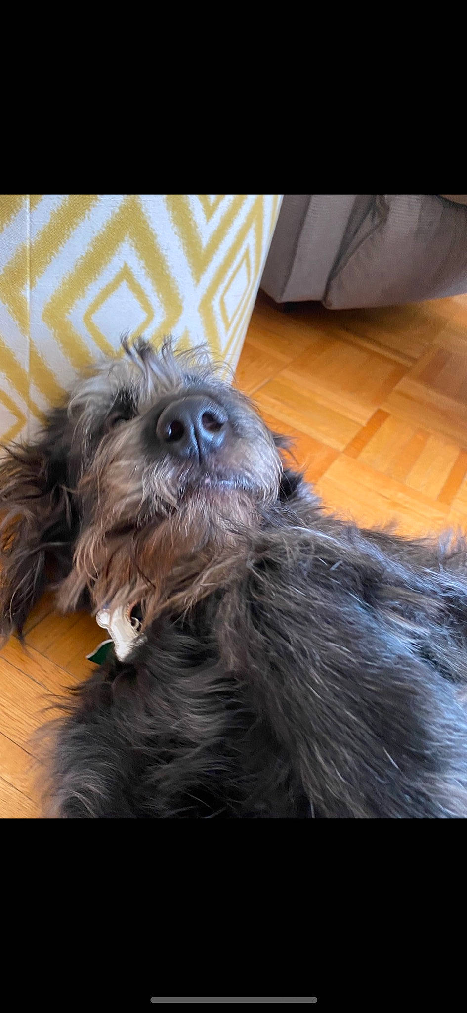 Annie is registered to the contest to win money with this photo: canidae, carnivore, catalan_sheepdog, companion_dog, dog, dog_breed, fur, liver, small_terrier, snout, sporting_group, terrestrial_animal, terrier, toy_dog, water_dog, working_animal, yorkipoo