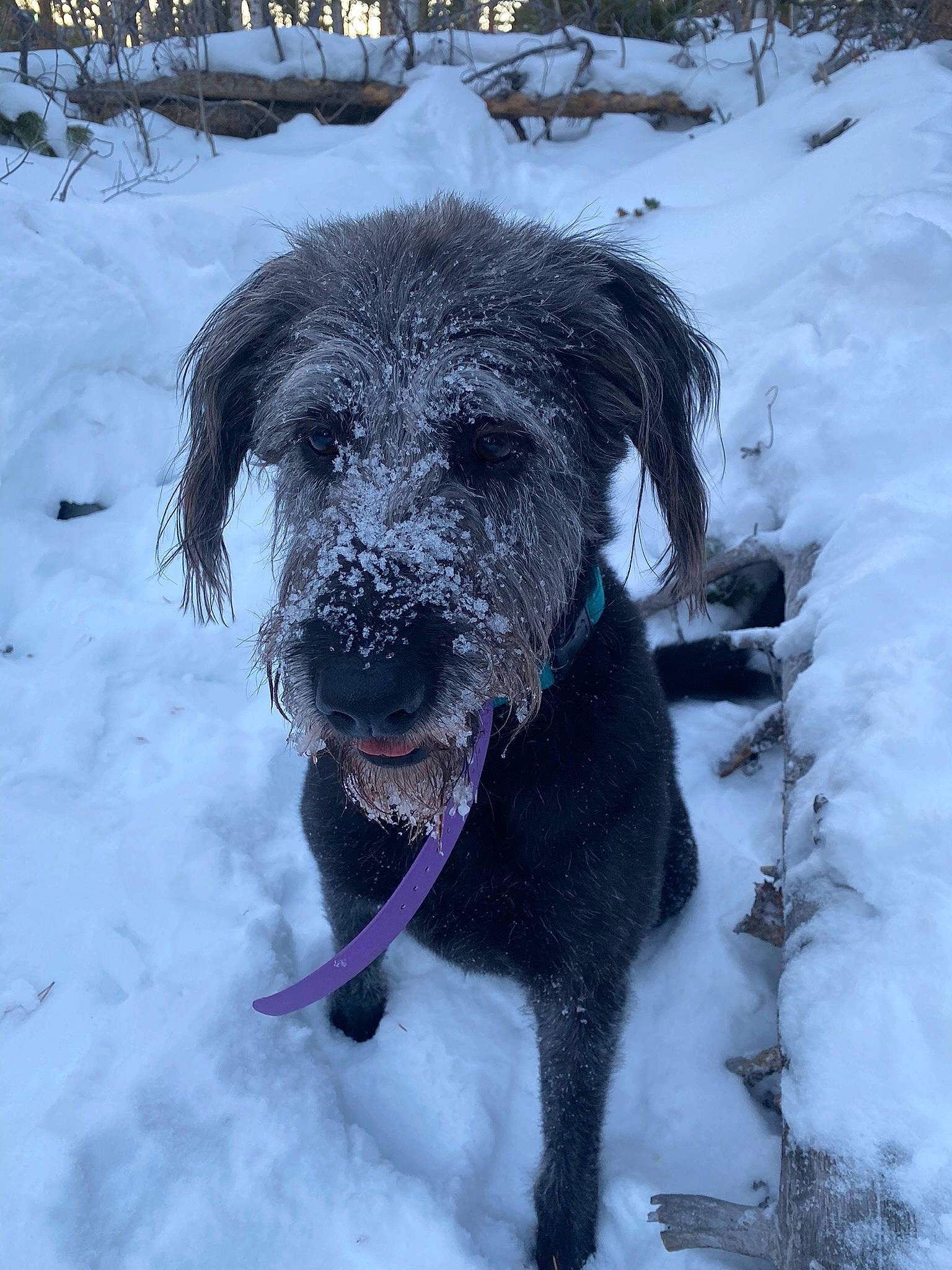 Annie is registered to the contest to win money with this photo: canidae, carnivore, collar, companion_dog, dog, dog_breed, dog_collar, electric_blue, freezing, fur, leash, liver, retriever, snout, snow, sporting_group, water_dog, winter, working_animal, working_dog