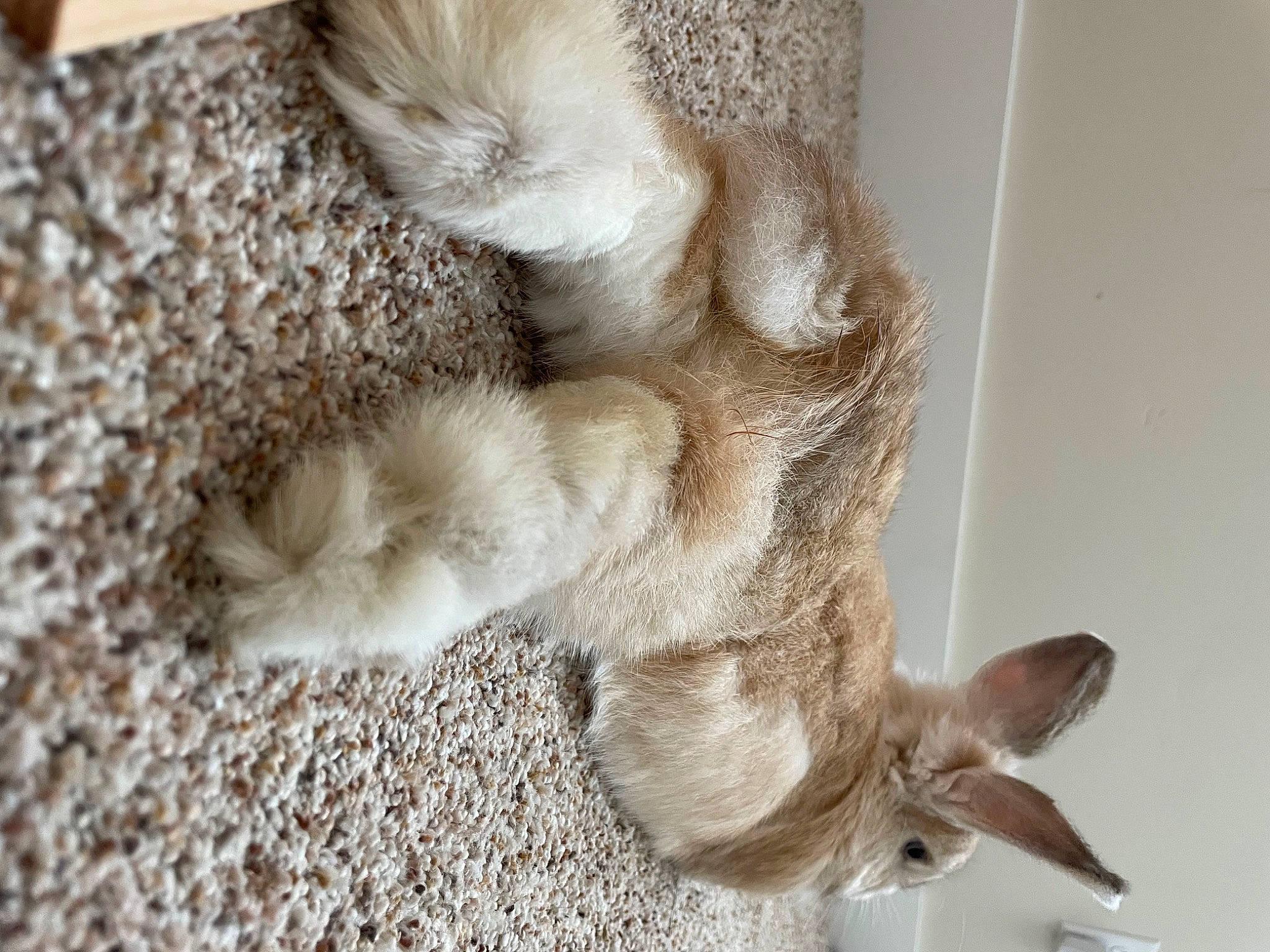 Benjamin joined the competition — help win amazing prizes! canidae, carnivore, cat, claw, comfort, dog_breed, ear, fawn, felidae, flooring, foot, fur, paw, small_to_medium_sized_cats, snout, sporting_group, tail, terrestrial_animal, toe, whiskers