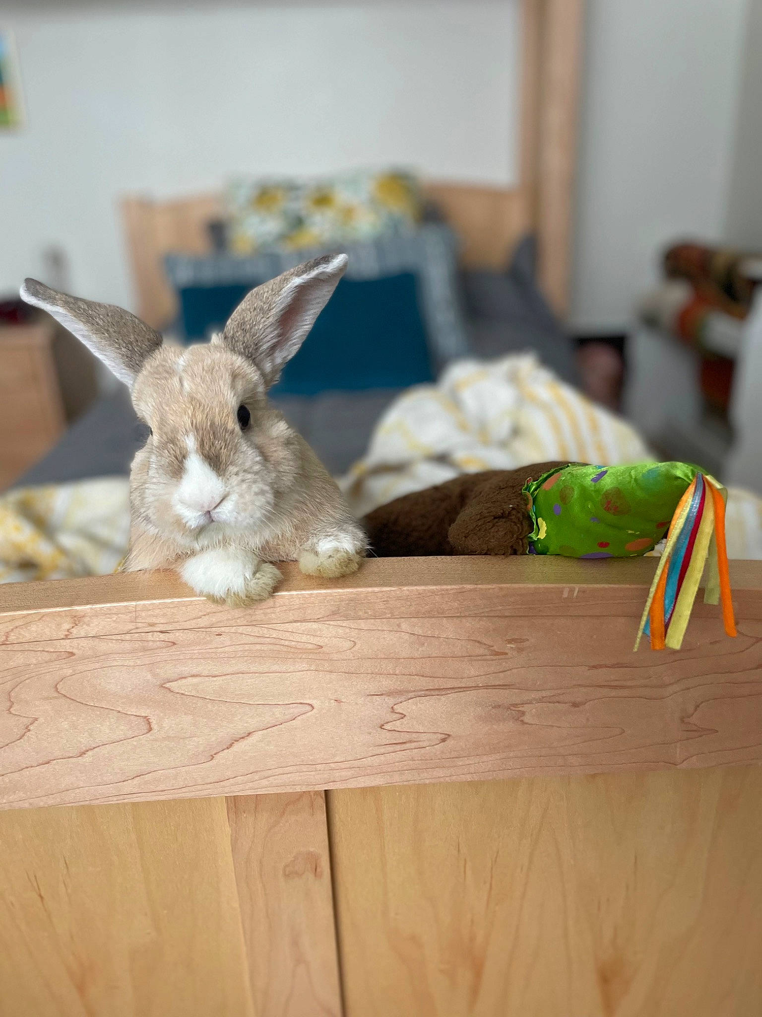 Benjamin joined the competition — help win amazing prizes! domestic_rabbit, event, fawn, flooring, fur, hardwood, hare, natural_material, rabbit, rabbits_and_hares, small_animal_food, snout, tail, terrestrial_animal, toy, whiskers, wildlife, wood, wood_stain