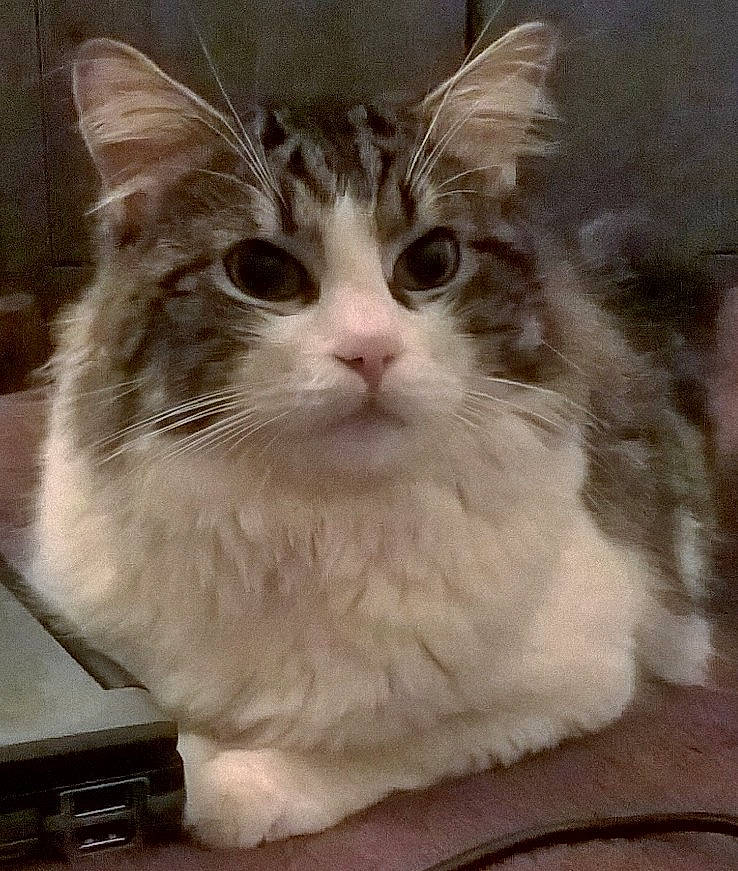 Chips a rejoint le concours — aidez-le/la à gagner de superbes lots ! aegean_cat, asian, asian_semi_longhair, british_semi_longhair, carnivore, cat, cymric, domestic_long_haired_cat, domestic_short_haired_cat, eye, fawn, felidae, kitten, mammal, napoleon_cat, norwegian_forest_cat, ragamuffin, small_to_medium_sized_cats, vertebrate, whiskers