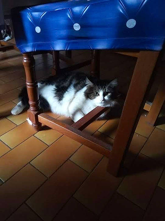 Chips participe au concours pour gagner de l'argent avec cette photo : carnivore, cat, european_shorthair, felidae, floor, flooring, fur, house, kitten, norwegian_forest_cat, polydactyl_cat, ragamuffin, sky, small_to_medium_sized_cats, snapshot, square, table, tail, whiskers