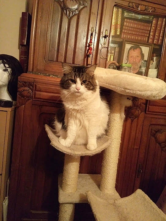 Chips participe au concours pour gagner de l'argent avec cette photo : american_curl, asian, british_semi_longhair, carnivore, cat, domestic_long_haired_cat, fawn, felidae, fur, leg, ojos_azules, polydactyl_cat, ragdoll, small_to_medium_sized_cats, tail, turkish_van, whiskers