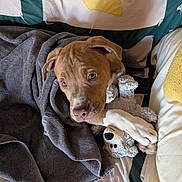Oakley is registered to the contest to win money with this photo: puppy, dog, towel, stuffed_toy, bed, quilt, blanket, paw, cute, indoor, resting, brown_dog, soft_toy, snuggle, pet, animal, cozy, looking_up, young_dog, comfort
