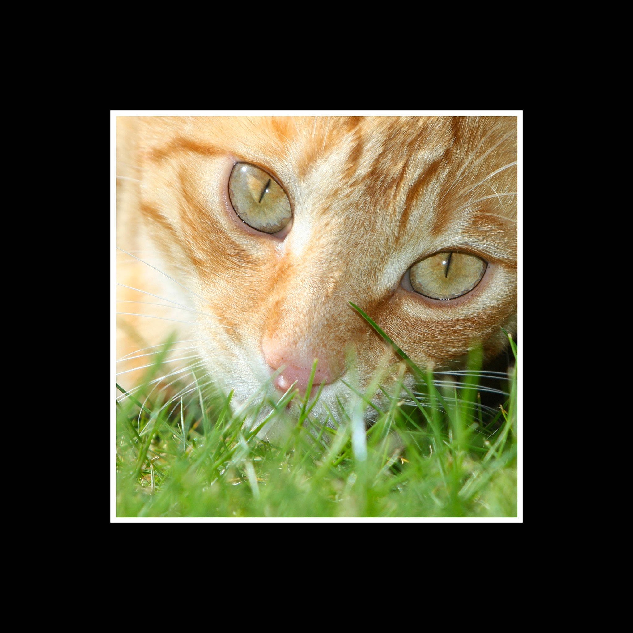 Mitsou participe au concours pour gagner de l'argent avec cette photo : carnivore, cat, domestic_short_haired_cat, eye, fawn, felidae, fur, grass, iris, photo_caption, plant, small_to_medium_sized_cats, snout, terrestrial_animal, tree, whiskers, wildlife, window