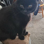 Binxs is registered to the contest to win money with this photo: black_cat, cat, pet, indoor, cushion, couch, furniture, living_room, carpet, household_items, chair, curious, animal, domestic_cat, feline, fur, eyes, sitting, cozy, home