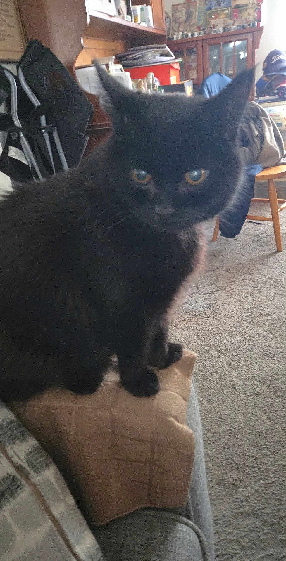 Binxs is registered to the contest to win money with this photo: black_cat, cat, pet, indoor, cushion, couch, furniture, living_room, carpet, household_items, chair, curious, animal, domestic_cat, feline, fur, eyes, sitting, cozy, home