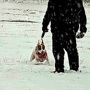 Tinkerbell joined the competition — help win amazing prizes! dog, person, snow, winter, leash, scarf, outdoor, cold, playful, animal, walking, clothing, black_jacket, snowfall, nature, field, active, daytime, fun, motion