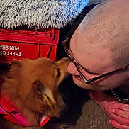 Angel is registered to the contest to win money with this photo: affection, bald, canine, carpet, casual, closeup, dog, face, friendship, glasses, hand, human, indoor, interaction, love, lying_down, person, pet, playing, red_bandana