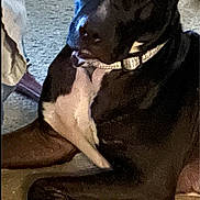 Nova joined the competition — help win amazing prizes! dog, canine, pet, black_coat, white_chest, collar, paws, carpet, indoor, closeup, portrait, muzzle, eyes, ears, sitting, relaxed, curious, household, domestic_pet, side_eye