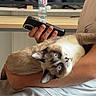Elyo a rejoint le concours — aidez-le/la à gagner de superbes lots ! adidas, blue_eyes, brown_markings, casual_clothing, cat, cream_fur, fluffy, indoor, lap, living_room, lounging, person, pet, portrait, short_hair, sitting, smartphone, television, upside_down, water_bottle