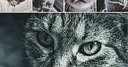 Mew joined the competition — help win amazing prizes! cat, tabby_cat, close_up, portrait, whiskers, gray_cat, indoor, scarf, car, sleeping, curious, feline, pet, animal, collage, eyes, face, muzzle, fur, cozy