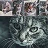 cat, tabby_cat, close_up, portrait, whiskers, gray_cat, indoor, scarf, car, sleeping, curious, feline, pet, animal, collage, eyes, face, muzzle, fur, cozy