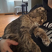 Mew is registered to the contest to win money with this photo: cat, tabby_cat, sleeping, pet, animal, furry, domestic, indoor, human_hand, holding, resting, cozy, furniture, table, chair, window, curtain, wood_floor, tattoo, sweatshirt