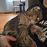 cat, tabby_cat, sleeping, pet, animal, furry, domestic, indoor, human_hand, holding, resting, cozy, furniture, table, chair, window, curtain, wood_floor, tattoo, sweatshirt