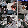 dog, cat, bed, window, indoor, sleeping, yawning, curious, cozy, pet, animal, companions, resting, blanket, furniture, sunlight, cuddling, looking_out, domestic, collage