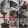 cat, tabby_cat, pet, animal, indoor, blanket, sleeping, curious, relaxed, close_up, fur, whiskers, paw, couch, human_arm, floor, window, curtain, text_overlay, collage