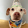 adorable, animal, bandana, brown_ear, canine, celebration, close_up, costume, cute, dog, domestic_animal, festive, floor, headwear, indoor, looking_up, party_hat, pet, portrait, white_dog