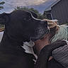 Dutchess is registered to the contest to win money with this photo: dog, black_dog, white_markings, hug, person, outdoor, sky, clouds, suburban, house, tree, affection, pet, animal, love, close_up, evening, companionship, friendship, cuddle