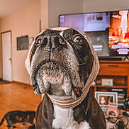 Dutchess is registered to the contest to win money with this photo: dog, close_up, head_wrap, living_room, indoor, pet, curious, black_and_white, furniture, television, wooden_floor, house, domestic_animal, cute, portrait, animal, canine, expression, funny, companion