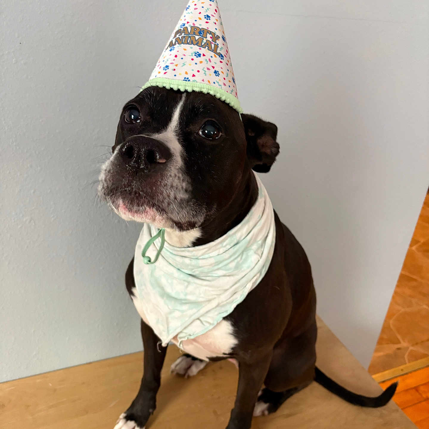 Dutchess is registered to the contest to win money with this photo: dog, party_hat, bandana, black_and_white, pet, indoor, table, canine, celebration, animal, portrait, sitting, looking_up, cute, domestic_animal, fur, ears, nail, floor, wall